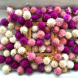 ホワイトレースフラワー ドライフラワー 大20本 ドライフラワー