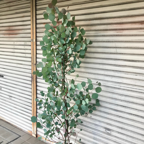 幹太め♡ ユーカリ ポポラス 10号 その他インテリア雑貨 PLANTS SHOP