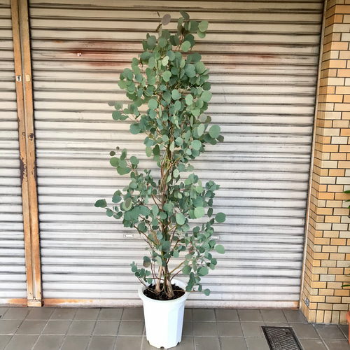 幹太め♡ ユーカリ ポポラス 10号 その他インテリア雑貨 PLANTS SHOP