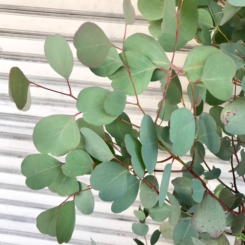 幹太め♡ ユーカリ ポポラス 10号 その他インテリア雑貨 PLANTS SHOP