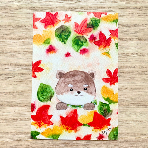 透明水彩画 3枚セット「豆柴くんのもみじ狩り」イラスト ポストカード