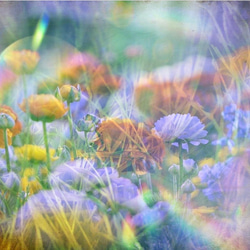 「花と光」キャンバスプリント　Ａ５　コンパクト　アート　キャンバス　インテリア　癒し　自然　花　光　雑貨　フラワー　青 1枚目の画像