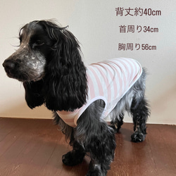 犬服　かわいいデス！　ボーダータンクトップ　6色 3枚目の画像