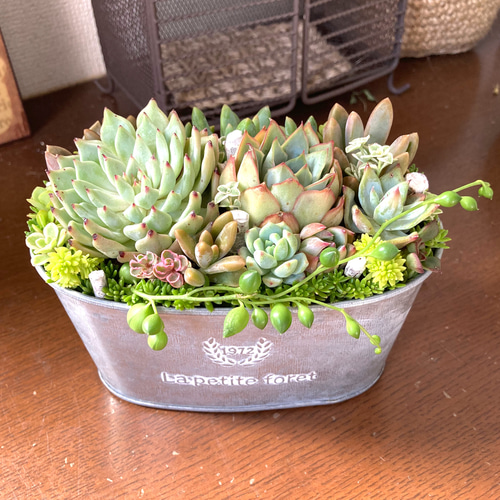 多肉植物 寄せ植え そのまま飾れる‪ ꪔ̤̮\"ブリキうさぎ鉢No.1 1点もの】多肉植物の寄せ植え（ホワイトポット） | アトリエ華