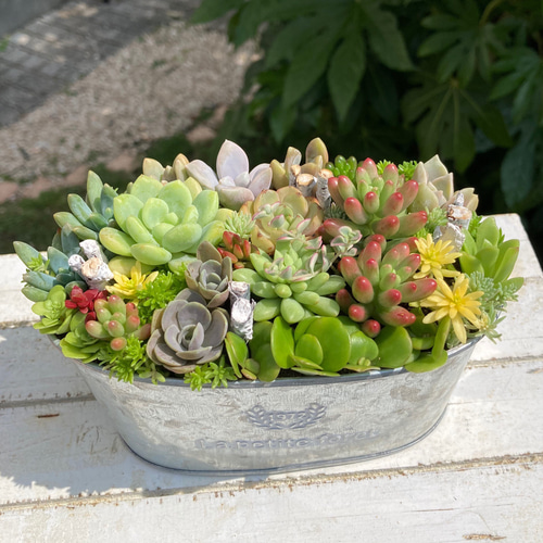 多肉植物 多肉植物の寄せ植え ブリキ鉢 バスケット付き おうち