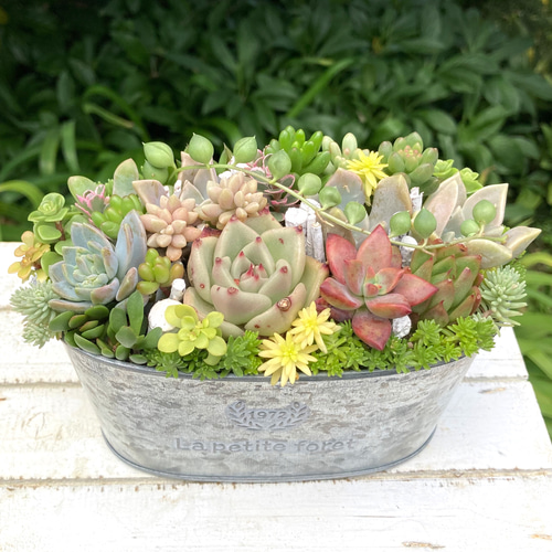 ★多肉植物　寄せ植え〜ブリキピック寄せ　白　〜そのまま飾れます(*≧∀≦*)★ ☆多肉植物 寄せ植え〜ブリキピック寄せ 白 〜そのまま飾れます(*≧