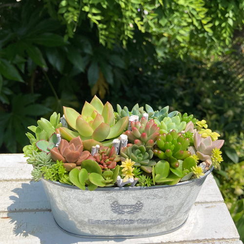 多肉植物 多肉植物の寄せ植え ブリキ鉢 バスケット付き おうち