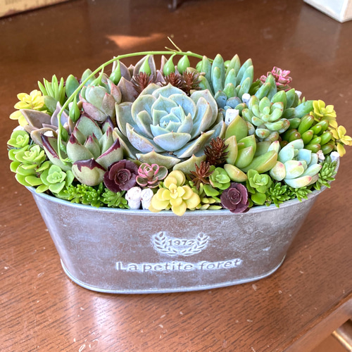 多肉植物 多肉植物の寄せ植え ブリキ鉢 バスケット付き おうち