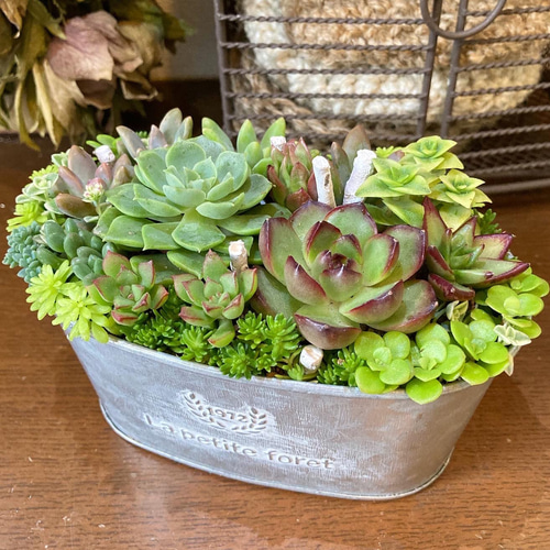 ★多肉植物　寄せ植え〜ブリキピック寄せ　白　〜そのまま飾れます(*≧∀≦*)★ 多肉植物寄せ植え そのまま飾れる ブリキバッグ型プランター