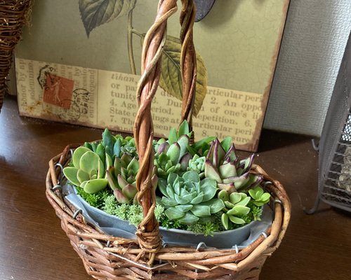 多肉植物 寄せ植え そのまま飾れる‪ ꪔ̤̮\"ブリキうさぎ鉢No.1 楽天市場】父の日 プレゼント 花 ギフト 観葉植物 多肉植物