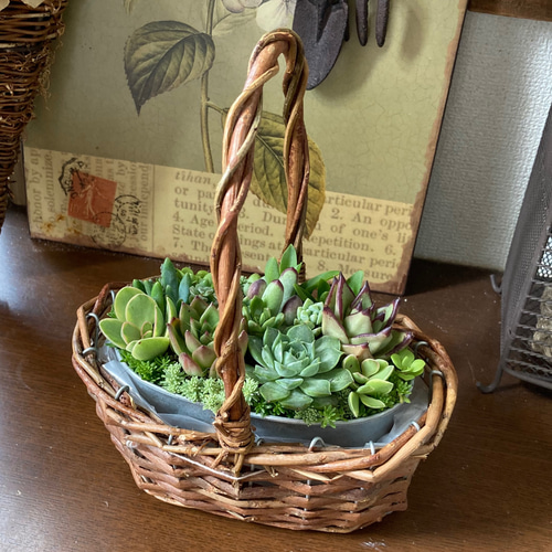 多肉植物 多肉植物の寄せ植え ブリキ鉢 バスケット付き おうち 