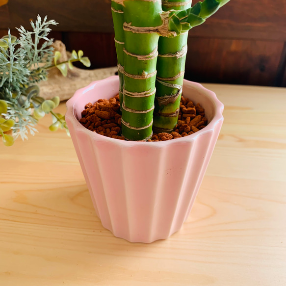 縁起の良い『万年竹』  ピンク　陶器鉢でのお届け　観葉植物　インテリア　母の日 4枚目の画像