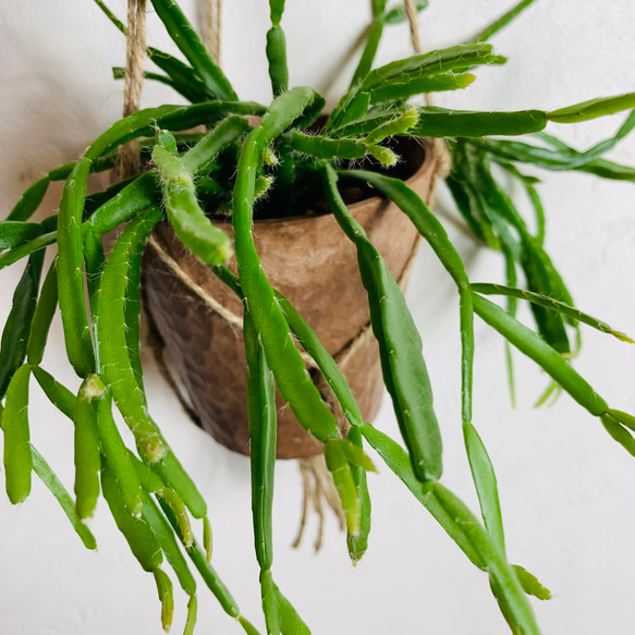 飾って楽しむ『リプサリス・ミクランサ』ハンギングアロマ鉢　3号　観葉植物　インテリア　壁掛け 5枚目の画像