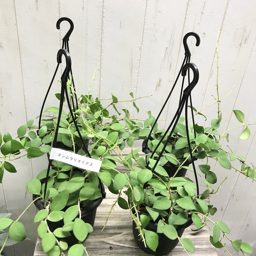 HOYA ヌンムラリオイデス 250808 17 ホヤ・ヌンムラリオイデス原種に近い、愛好家人気品種｜e花屋