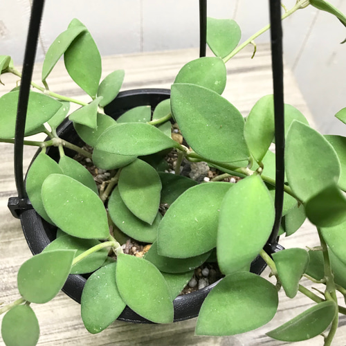 珍種 ホヤ ヌンムラリオイデス 4号 吊り鉢 その他インテリア雑貨