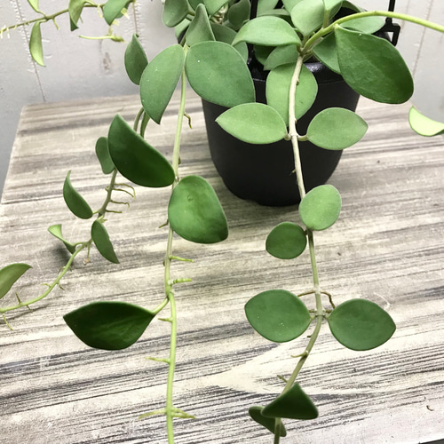 HOYA ヌンムラリオイデス 250808 17 観葉植物 種類 室内 おしゃれ 吊り下げ ホヤ・ヌンムラリオ