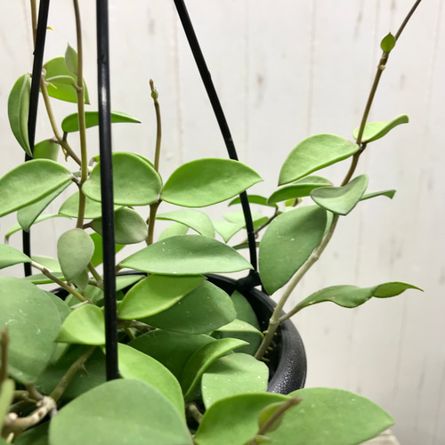 珍種 ホヤ ヌンムラリオイデス 4号 吊り鉢 その他インテリア雑貨