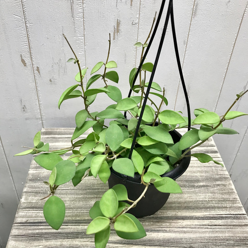 珍種 ホヤ ヌンムラリオイデス 4号 吊り鉢 その他インテリア雑貨