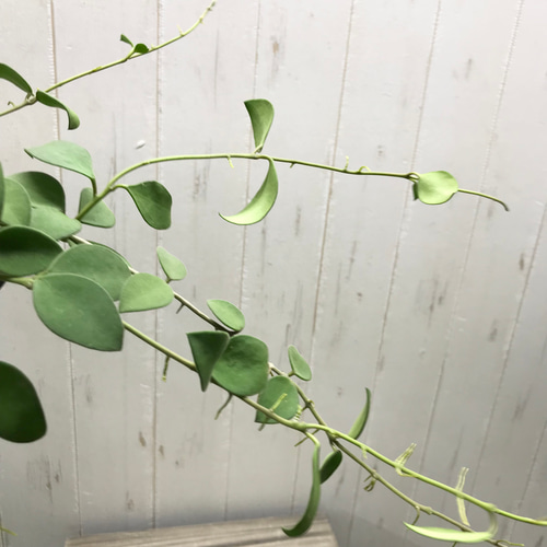 珍種 ホヤ ヌンムラリオイデス 4号 吊り鉢 その他インテリア雑貨