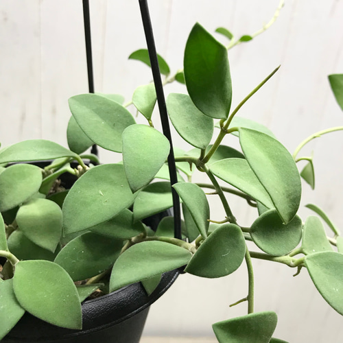 HOYA ヌンムラリオイデス 250808 17 ホヤ ヌンムラリオイデス シルバー