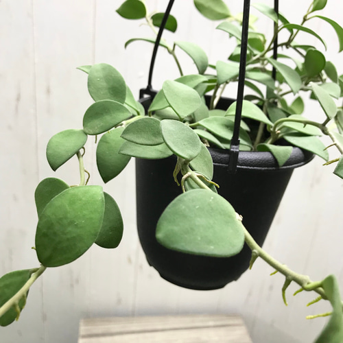 珍種 ホヤ ヌンムラリオイデス 4号 吊り鉢 その他インテリア雑貨