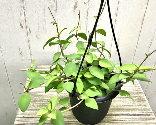 Hoya verticillata wayang ホヤ 吊り鉢 その他観葉植物