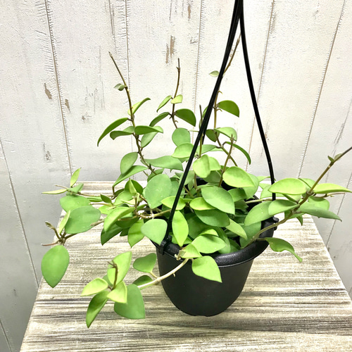 HOYA ヌンムラリオイデス 250808 17 園芸ネット本店｜ホヤ：ヌンム