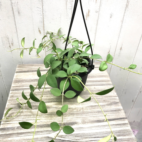 珍種 ホヤ ヌンムラリオイデス 4号 吊り鉢 その他インテリア雑貨