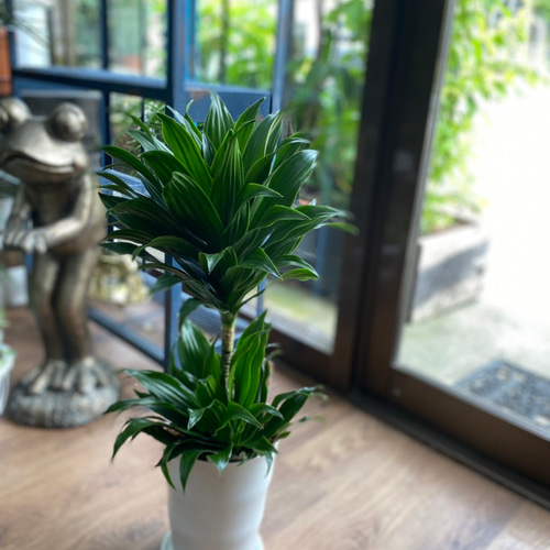 観葉植物】ドラセナ コンパクタ 6号 821 送料無料 その他インテリア