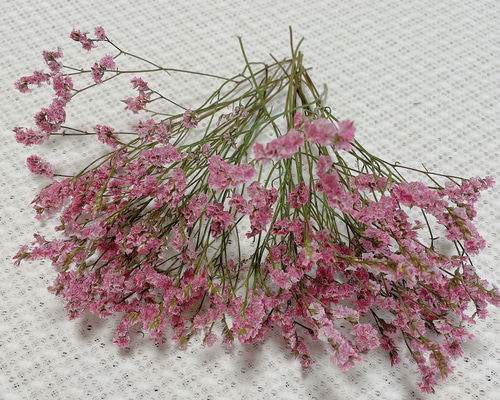 HBスターチス ピンクドライフラワー ドライフラワー cocoto 通販