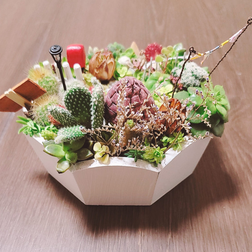 多肉植物箱庭 サボテン寄せ植え可愛いお家 その他インテリア雑貨