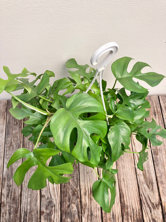 姫モンステラ ペルツーサ 吊り鉢＊観葉植物 アートフラワー