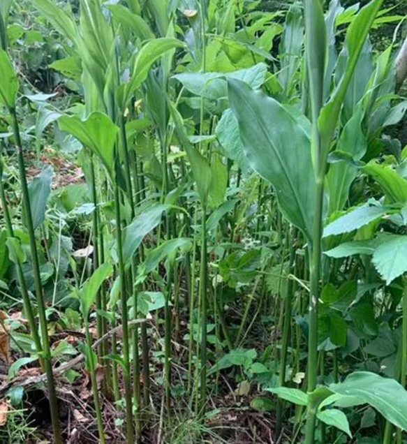 無農薬　茗荷抜き苗 3枚目の画像