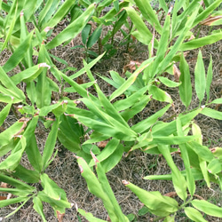 無農薬　茗荷抜き苗 1枚目の画像