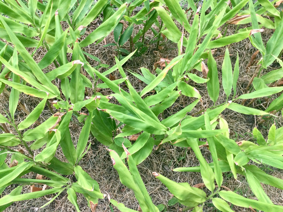 無農薬　茗荷抜き苗 1枚目の画像