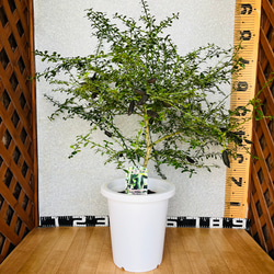 4年生　果実つき　フィンガーライム接木苗／ワイルドホワイト　樹高60センチ 4年生 果実つき フィンガーライム接木苗／ワイルドホワイト 樹高