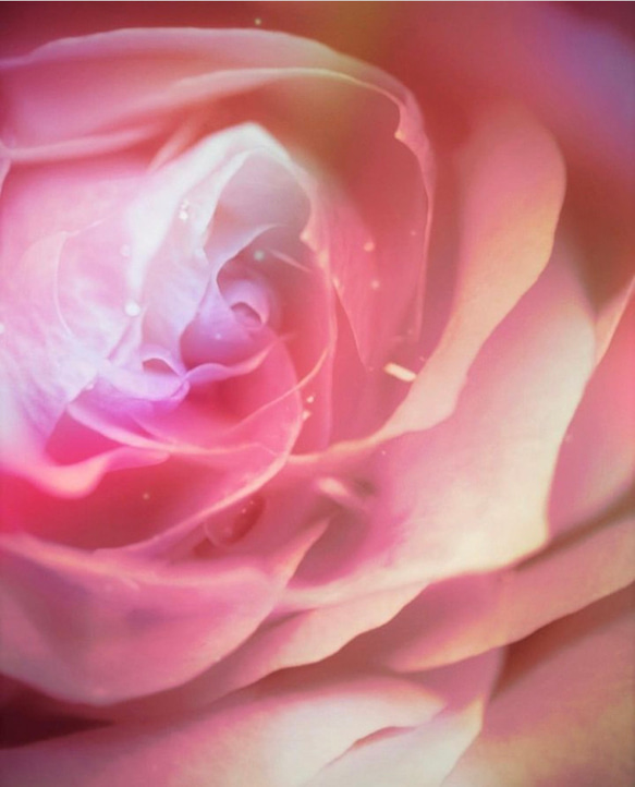 「薔薇の誘惑」アート　ＦＯサイズ　コンパクト　写真　インテリア　薔薇　バラ　ピンク　赤　フェミニン　かわいい　綺麗　美 1枚目の画像
