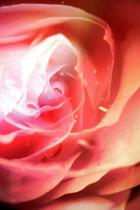 「薔薇の誘惑」アート　ＦＯサイズ　コンパクト　写真　インテリア　薔薇　バラ　ピンク　赤　フェミニン　かわいい　綺麗　美 2枚目の画像