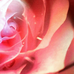 「薔薇の誘惑」アート　ＦＯサイズ　コンパクト　写真　インテリア　薔薇　バラ　ピンク　赤　フェミニン　かわいい　綺麗　美 4枚目の画像