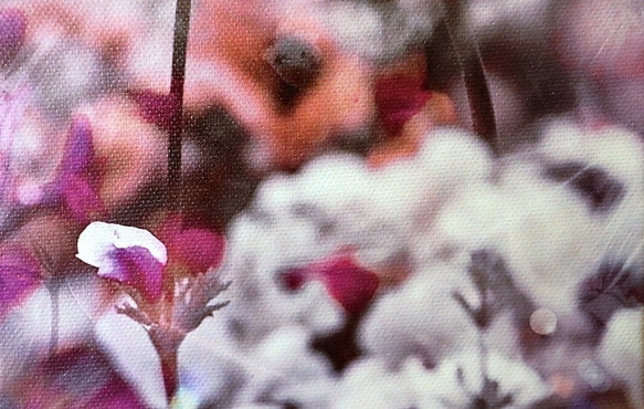 「ずっと一緒」ＦＯサイズ　キャンパスプリント　アート　写真　花　フラワー　自然　愛　アネモネ　春　美　恋　インテリア 5枚目の画像