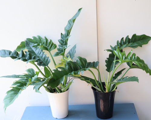 存在感のある観葉植物＊フィロデンドロン ナロー＊ アートフラワー