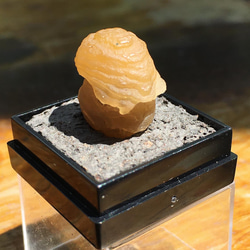 【Lost and find】Gobi Agate | 天然石 玉化 蘑菇 眼石 戈壁瑪瑙 原石 第4張的照片