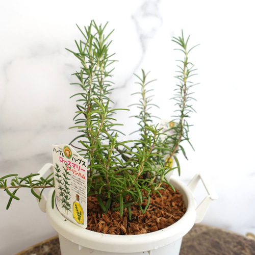 ローズマリーフレンチラベンダー白コーラプラント　苗セットリュウキュウヨモギ ローズマリーフレンチラベンダー白コーラプラント 苗セット