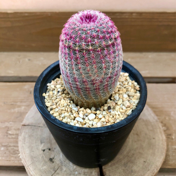 サボテン エキノセレウス 紫太陽 多肉植物 plant life 通販 14530780