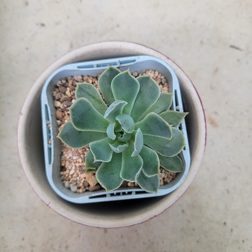 多肉植物❤シムランスラグナサンチェス❤抜き苗 その他インテリア雑貨 