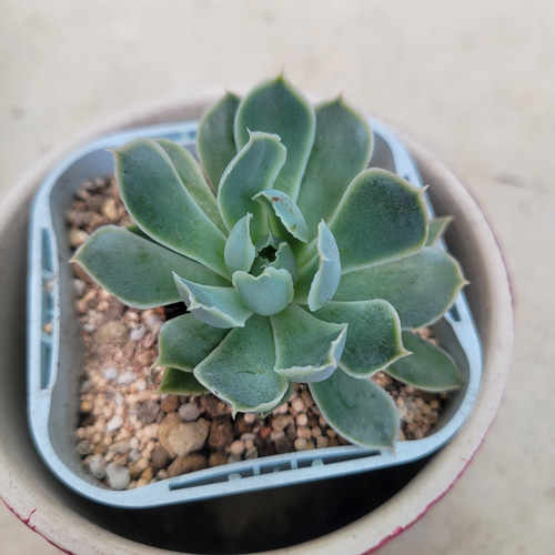 多肉植物❤シムランスラグナサンチェス❤抜き苗 その他インテリア雑貨 