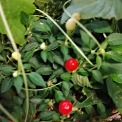 セール！ピンク＆オレンジの寄せ植え②＊* 6枚目の画像