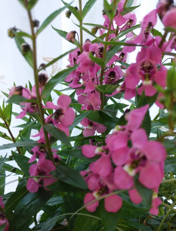 セール！ピンク＆オレンジの寄せ植え②＊* 4枚目の画像