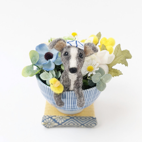 お茶わんこのミニアレンジメント畳付き~イタリアン グレーハウンド