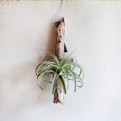 選べる エアプランツ キセログラフィカ 流木着生 ティランジア